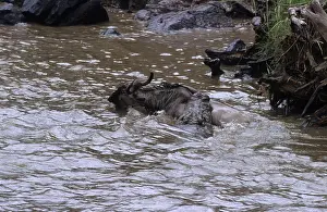 Prey Prints: Crocodile catching a Wildebeest crossing Mara river Kenya