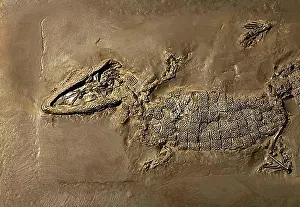 Unesco Prints: Crocodile fossil, Mine Messel, Hesse