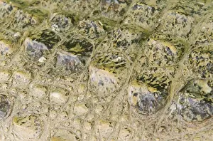 Crocodile Prints: Crocodile skin texture