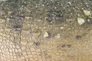 Crocodile Prints: Crocodile skin texture. Shot in South Africa