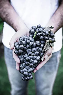 Farm Prints: Crop hands holding bunch of ripe red grapes outdoors