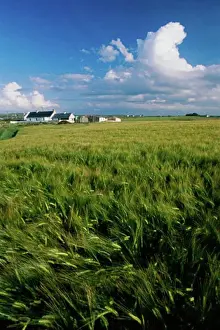 Build Prints: Crops in a field, County Antrim, Northern Ireland