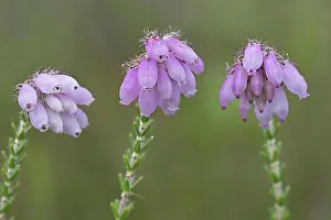 Rosy Prints: Cross-leaved heath (Erica tetralix), Emsland, Lower Saxony, Germany, Europe