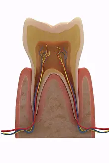 Anatomy Prints: Cross-section of an adult human molar tooth