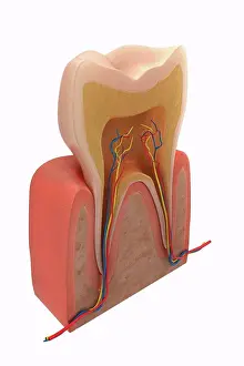 Anatomy Prints: Cross-section of an adult human molar tooth