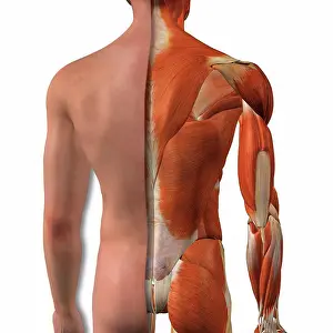 Three Dimensional Prints: Cross-section anatomy of male buttocks and back muscles