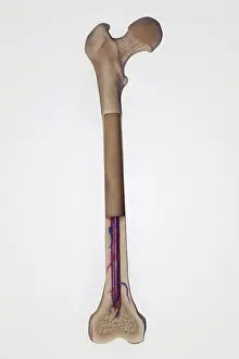 Artery Prints: Cross section of a femur bone showing the anatomical structure including cancellous bone and marrow