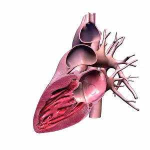 Anatomy Prints: Cross section of human heart on white background