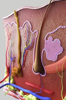 Anatomy Prints: Cross section of skin showing the dermis and subcutis layers