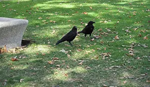 Chordate Prints: Crow animal of class Aves (birds)