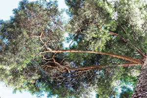 Fotografie Prints: Crown of tall pines against the blue sky Crown of tall pines against the beautiful blue sky Copyright: xZoonar