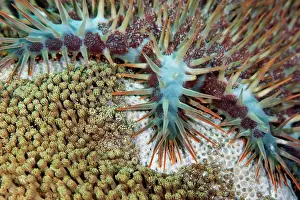 Feed Prints: Crown of Thorns Starfish, Acanthaster planci, eating coral, Manado, Sulawesi, Indonesia