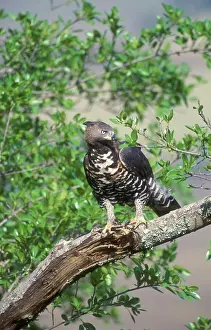 Eagle Prints: Crowned Eagle (Stephanoaetus coronatus) in tree. Eshowe Natal. South Africa