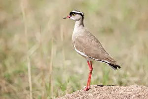 2008 Prints: Crowned Lapwing Crowned Lapwing Copyright: xZoonar.com/DavidxTyrerx 20910513
