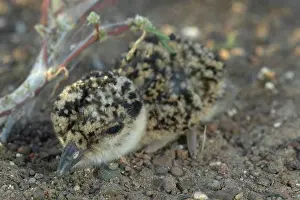 Chick Prints: Crowned Plover (Vanellus coranatus)