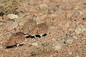 Adult Animal Prints: Crowned Sandgrouse (Pterocles coronatus) adult males and female