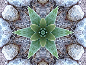 Dreamy Prints: A crystal abstract made by applying fractal mirroring to a photo of an Aloe Vera plant