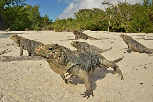 Vulnerable Prints: Cuban rock iguanas (Cyclura nubila) on the beach with a Desmarest's hutia (Capromys pilorides)