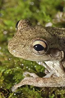 Bahamas Prints: Cuban tree frog, Osteophilus septentrionalis