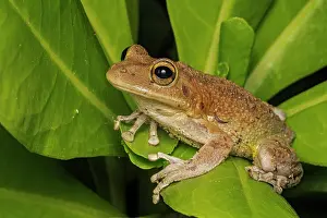 Caribbean Prints: Cuban Tree Frog (Osteopilus septentrionalis), Grand Cayman, BWI