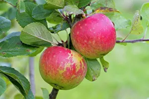 Variety Prints: Cultivated Apple (Malus domestica) James Grieve