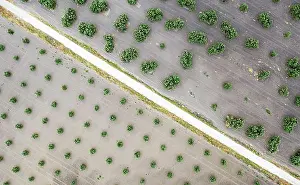 Tilted Prints: Cultivated olive trees (Olea europaea) and country lane