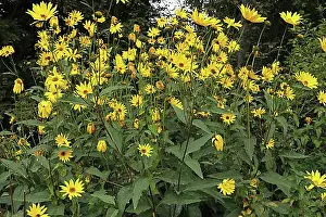 Bavaria Prints: Cup plant (Silphium perfoliatum)