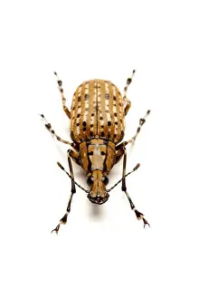 Insect Prints: Curculionidae, Beetle, Insect, Coleoptera