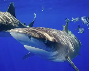 Bahamas Prints: A curious oceanic whitetip shark, Cat Island, Bahamas