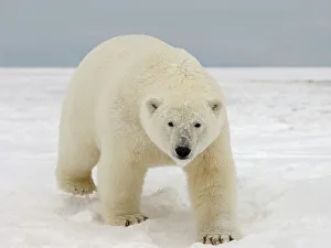 Curious Polar Bear Approaching on Newly Formed Pack Ice