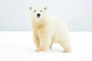 Pack Ice Prints: Curious Polar bear cub (Ursus maritimus) along Bernard Spit during fall freeze up