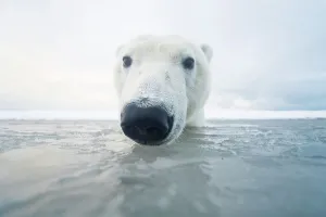 Carnivores Prints: Curious Polar bear cub (Ursus maritimus) in freezing water