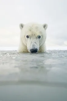 Carnivorous Prints: Curious Polar bear cub (Ursus maritimus) in freezing water
