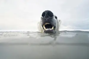 Carnivorous Prints: Curious Polar bear cub (Ursus maritimus) in freezing water
