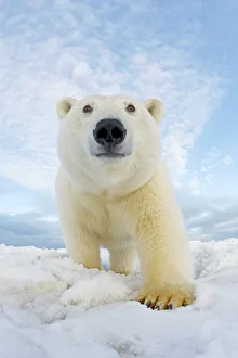 Carnivores Prints: Curious Polar bear cub (Ursus maritimus) on newly formed pack ice