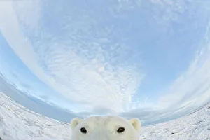 Carnivores Prints: Curious Polar bear cub (Ursus maritimus) on newly formed pack ice