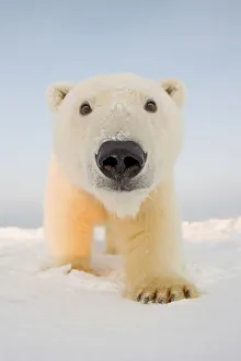 Animal Mouth Prints: Curious Polar bear cub (Ursus maritimus) on newly formed pack ice