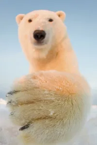Pack Ice Prints: Curious Polar bear cub (Ursus maritimus) on the newly formed pack ice