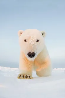 Animal Mouth Prints: Curious Polar bear cub (Ursus maritimus) on newly formed pack ice