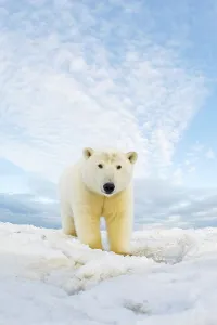 Carnivorous Prints: Curious Polar bear cub (Ursus maritimus) on newly formed pack ice