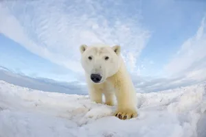 Carnivorous Prints: Curious Polar bear cub (Ursus maritimus) on newly formed pack ice