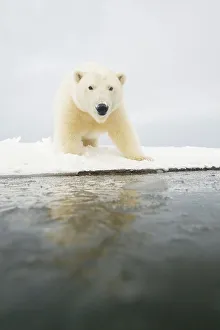 Carnivorous Prints: Curious Polar bear cub (Ursus maritimus) on newly formed pack ice