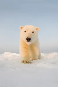 Animal Mouth Prints: Curious Polar bear cub (Ursus maritimus) on newly formed pack ice