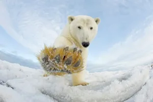 Carnivorous Prints: Curious Polar bear cub (Ursus maritimus) on newly formed pack ice
