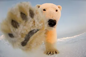 Pack Ice Prints: Curious Polar bear cub (Ursus maritimus) on the newly formed pack ice