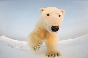 Animal Mouth Prints: Curious Polar bear cub (Ursus maritimus) on newly formed pack ice