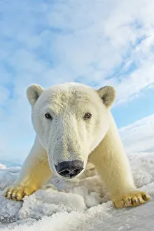 Carnivorous Prints: Curious Polar bear cub (Ursus maritimus) on newly formed pack ice
