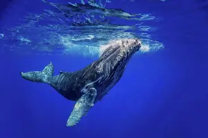 Breathe Prints: Curious young Humpback whale (Megaptera novaeangliae) underwater; Hawaii