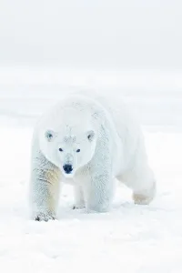 North Slope Borough Prints: A curious young polar bear (Ursus maritimus) boar approaches from newly formed pack ice during the Fall freeze up