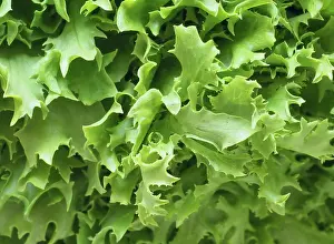 Essen Prints: curly endive aka frisee salad leaves background curly endive aka frisee green salad leaves useful as a background